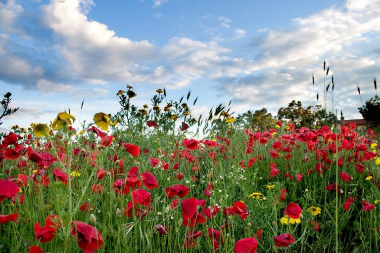 5 eco-consigli per Pasquetta green