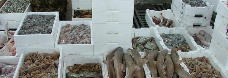 Chioggia e Sottomarina (Ve), dove mangiare del buon pesce