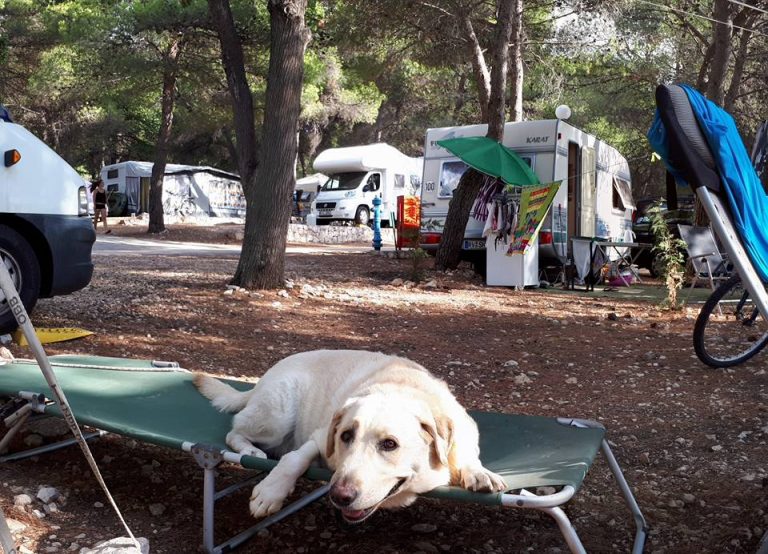 Dog Walking: passeggiare con il cane