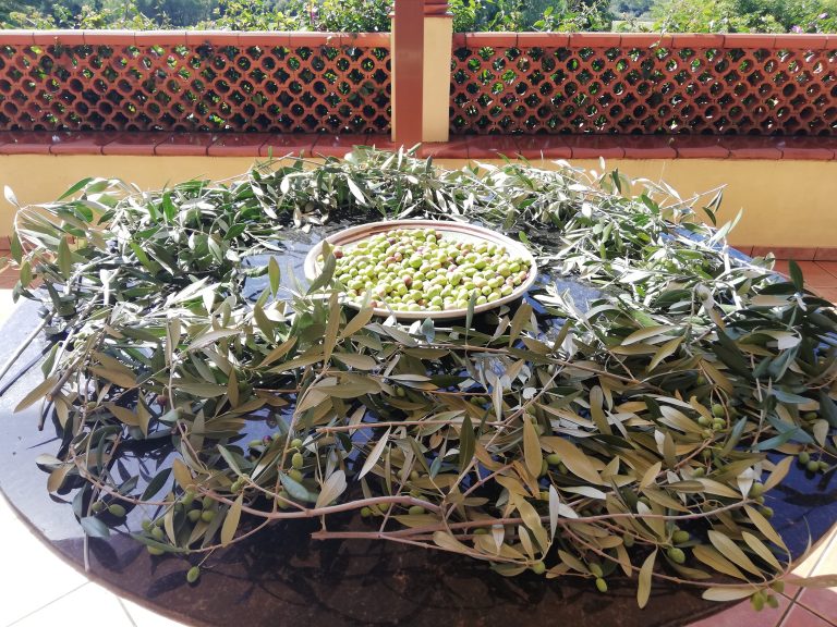 Ti Olio: festeggiamo l’olio