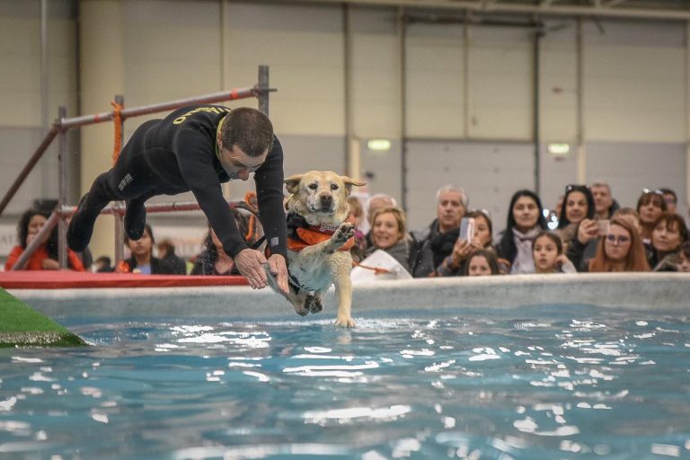 Quattro zampe a Roma