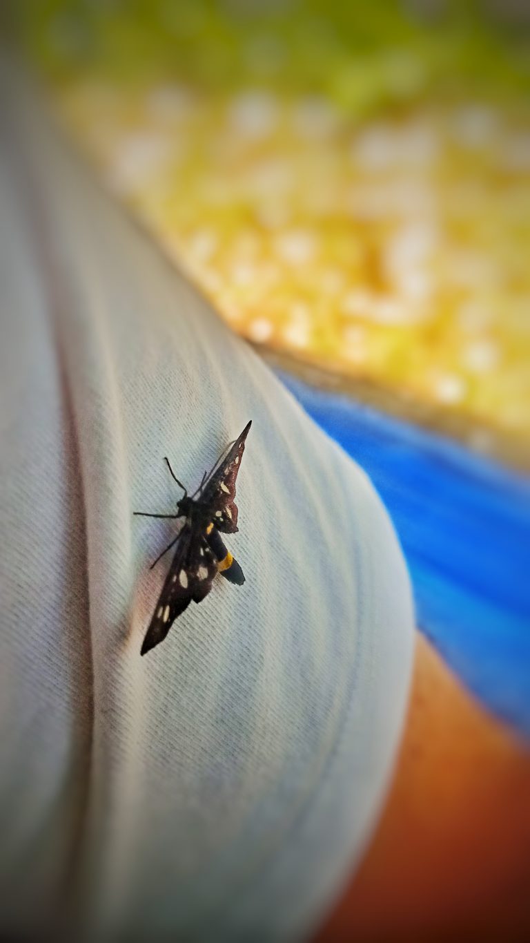 Camping Lo Schioppo: la farfalla in veranda.